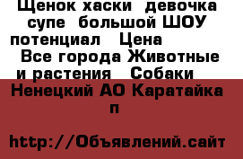 Щенок хаски, девочка супе, большой ШОУ потенциал › Цена ­ 50 000 - Все города Животные и растения » Собаки   . Ненецкий АО,Каратайка п.